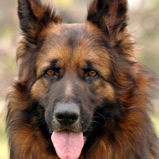 German Shepherd World app icon
