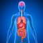 Menschliche Körper Anatomie icon