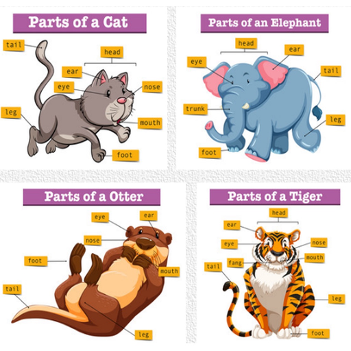 Pictures Of Animals And Their Body Parts Flashcard app icon