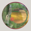 Lepidopteran Families icon