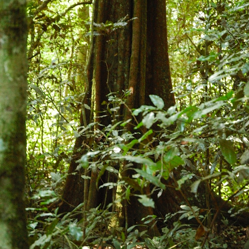 Uganda Trees app icon