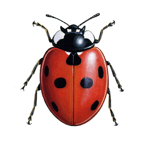 European Ladybirds app icon