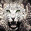 Animal Wallpapers & Backgrounds icon