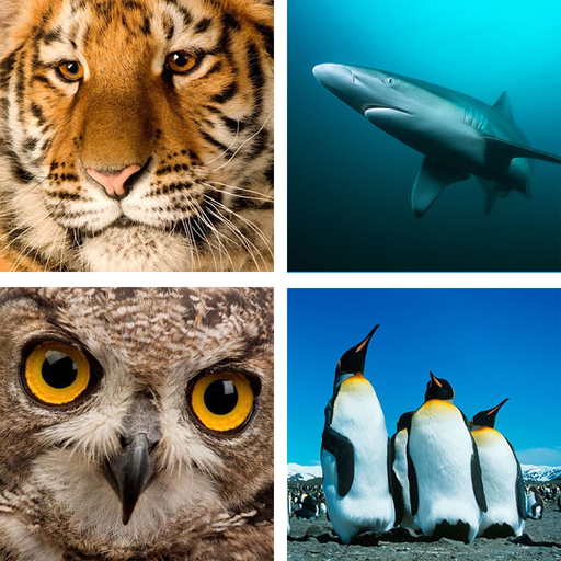 Animal Quiz Close Up : Guess the Word Trivia Games app icon
