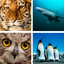 Animal Quiz Close Up : Guess the Word Trivia Games icon