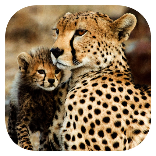 Stuarts’ African Mammals app icon