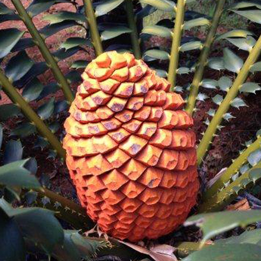 IDentifyIt Cycads app icon