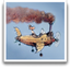 Sequoia Benchmark icon