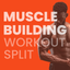 Muscle Building Workout Split icon
