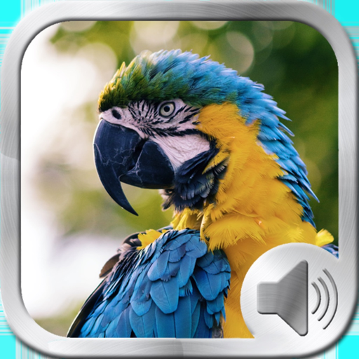 Birds Sounds and Music app icon