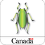 Cereal Aphid Manager icon