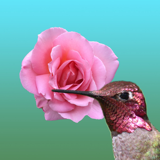 Hummingbird Flowers app icon