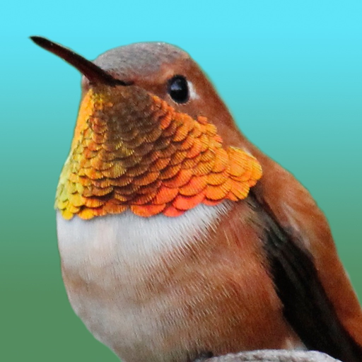 Hummingbirds - Medium (Retina) app icon