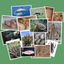 IDentifyIt Species icon