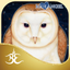 Messenger Oracle icon