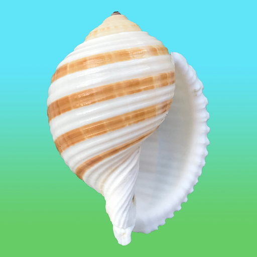 Shells! app icon