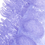 AnatLab Histology icon