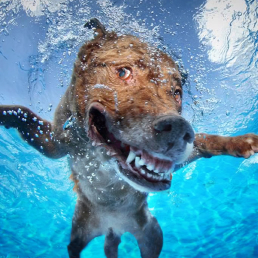 Dog Swimming Race app icon