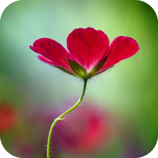 Censor Blur Photo  Effect  - DSLR app icon