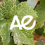 Vigi-Alsace icon