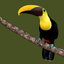 Animals of Costa Rica icon