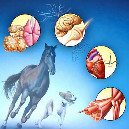 Veterinary Terminology Quiz app icon