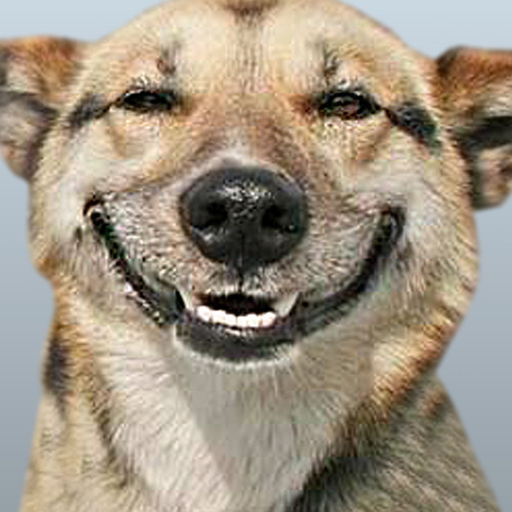 Funny Doge Animated Stickers app icon
