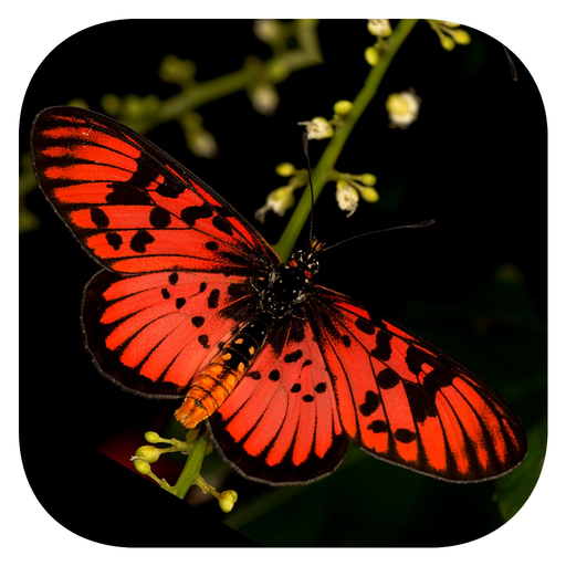 Woodhall’s eButterflies RSA app icon