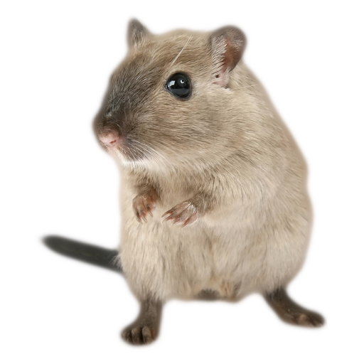 Hamster Photo Sticker app icon