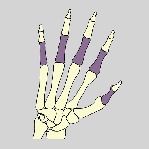 Bones of the body app icon