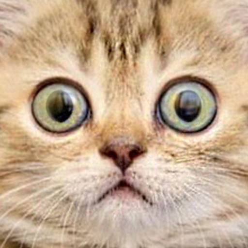 Funny Cate app icon