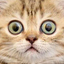 Funny Cate icon