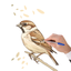 How to Draw Birds Step by Step icon