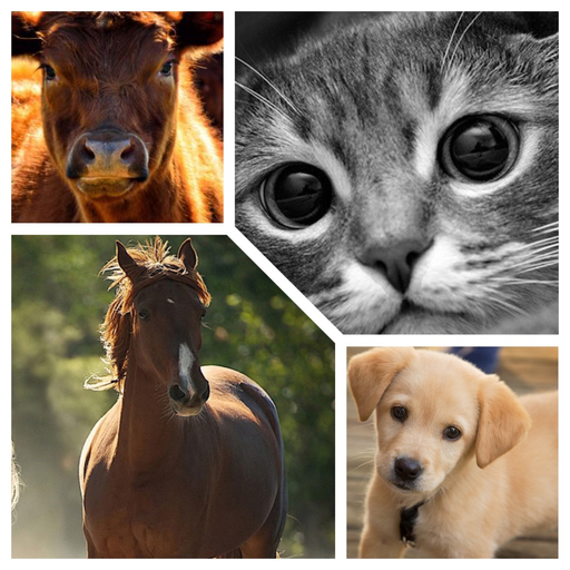 New Animal Sounds HD app icon