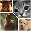 New Animal Sounds HD icon