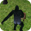 Wild Gorilla Sim icon