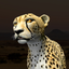 Virtual Cheetah icon
