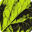 HRMS By Lemon icon