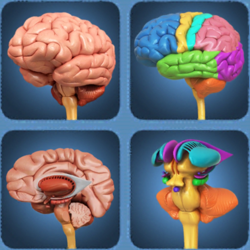My Brain Anatomy app icon
