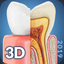 My Dental Anatomy icon