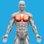 Muscle System Anatomy icon
