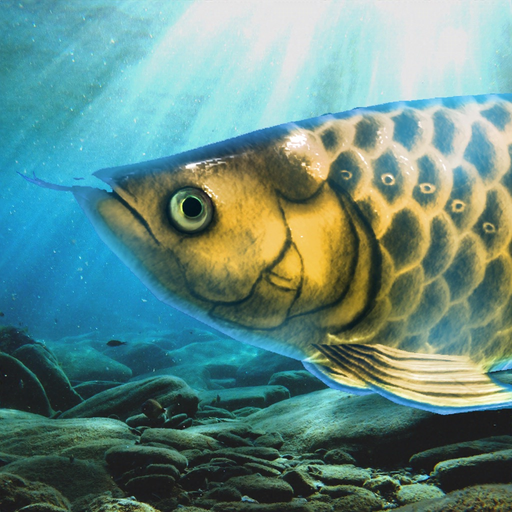 Arowana raising from fry app icon