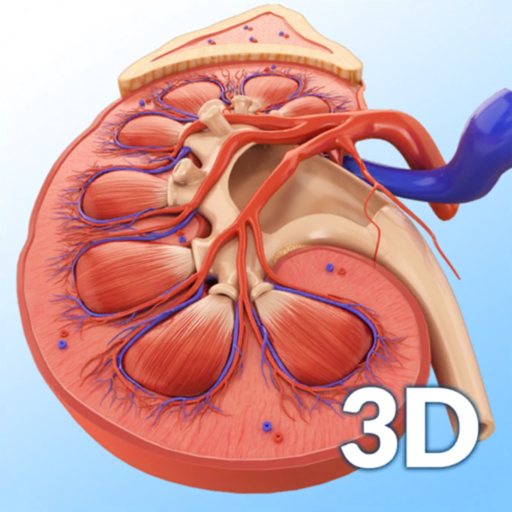 My Kidney Anatomy app icon