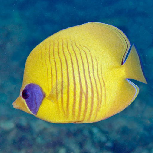 Red Sea Fish ID app icon