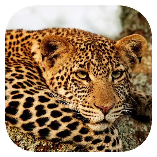 Stuarts' SA Mammals app icon
