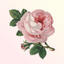 Classical Birthday icon