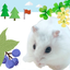 Hamster Walks  *cute hamster icon