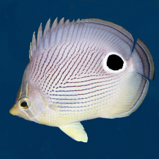 Easy Fish ID Caribbean app icon