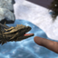 AR Mythical Creatures icon