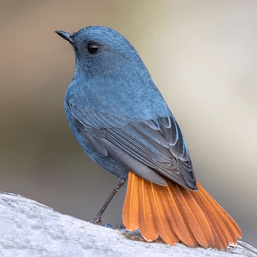 Birds Complete Reference Guide app icon